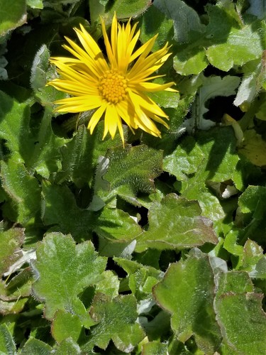 Arctotheca prostrata