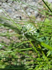 Telephium imperati
