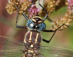 Notoaeschna sagittata