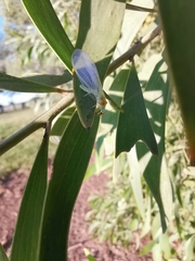 Plesiochrysa atalotis