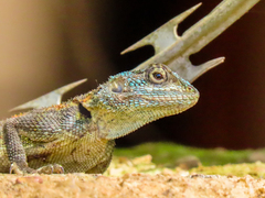 Acanthocercus ugandaensis