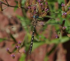 Notoaeschna sagittata