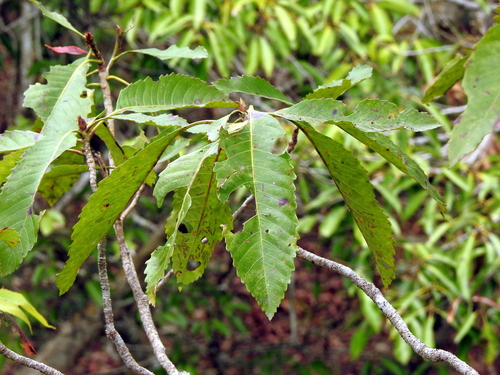 Eriobotrya deflexa (Eriobotrya deflexa)