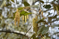 Alnus acuminata arguta