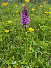 Dactylorhiza × grandis