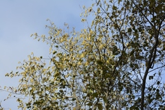 Alnus acuminata arguta