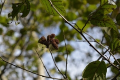 Alnus acuminata arguta