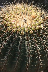 Ferocactus histrix