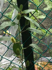 Acalypha alopecuroidea