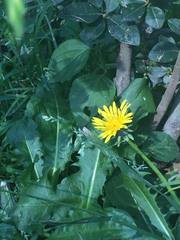 Taraxacum officinale