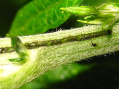 Phytoecia rufiventris