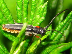 Phytoecia rufiventris