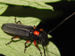 Phytoecia rufiventris