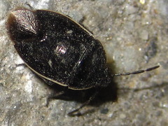 Adomerus rotundus