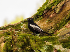 Melaniparus guineensis