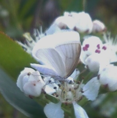 Lomographa vestaliata