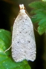 Dichomeris ventrellus