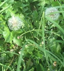 Taraxacum officinale