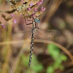 Notoaeschna sagittata