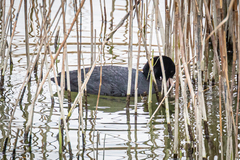 Fulica atra atra