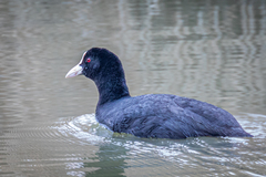 Fulica atra atra