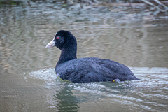 Fulica atra atra
