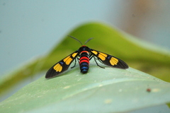 Euchromia polymena