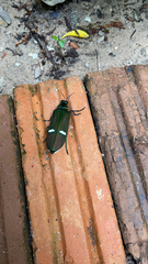 Megaloxantha descarpentriesi asahinai