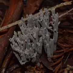 Clavulina tasmanica