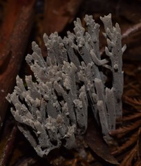 Clavulina tasmanica