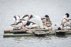 Egretta garzetta garzetta