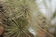 Tillandsia fuchsii