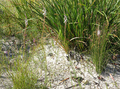 Stylidium diversifolium