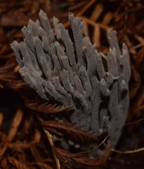 Clavulina tasmanica