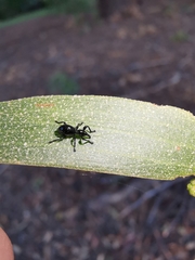 Rhynolaccus formicarius