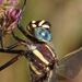 Southern Riffle Darner - Photo (c) Reiner Richter, some rights reserved (CC BY-NC-SA), uploaded by Reiner Richter