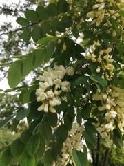 Robinia pseudoacacia