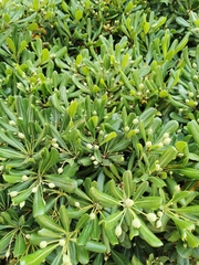 Pittosporum tobira