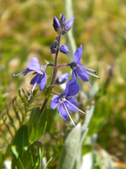 Veronica cusickii