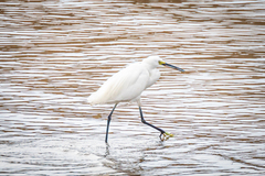 Egretta garzetta garzetta