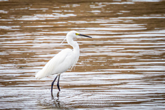 Egretta garzetta garzetta
