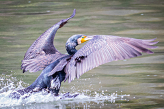 Phalacrocorax carbo