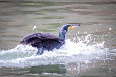 Phalacrocorax carbo