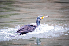 Phalacrocorax carbo