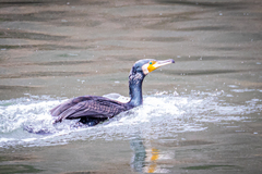 Phalacrocorax carbo