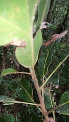 Dilobeia thouarsii