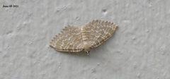 Glaucorhoe unduliferaria
