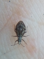 Cyperobia carectorum