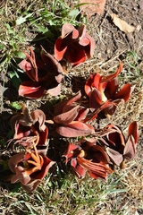 Chiranthodendron pentadactylon