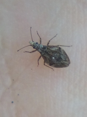 Cyperobia carectorum